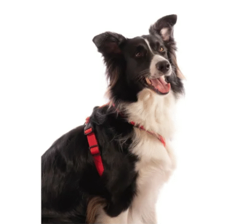 Arnés anatómico para perros – Cómodo, seguro y ajustable - Imagen 6